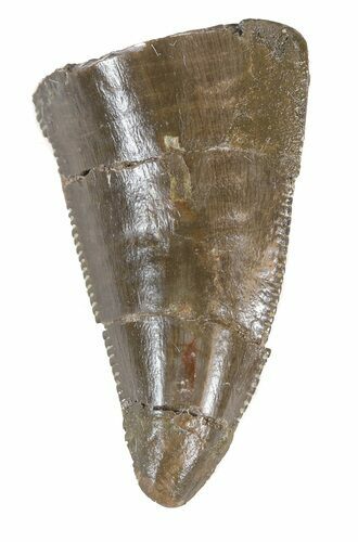 Serrated Allosaurus Tooth - Wyoming #43669